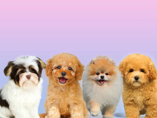 Evcil Köpekler'e Kısa Bir Bakış